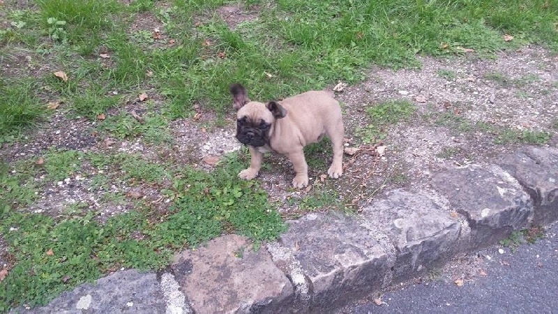 De La Vallée De Montmagne - Bouledogue français - Portée née le 16/06/2015